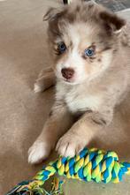 ✨ Pomsky F2 pups (van gekeurde ouders), Parvo, Overige rassen, 8 tot 15 weken, Meerdere