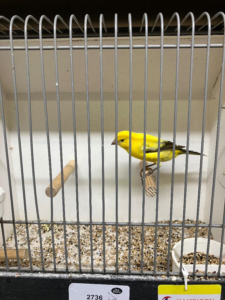 London Fancy pop of poppen gezocht, Vrouwelijk, Kleurkanarie