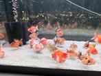 Jonge short tail oranda, Vis