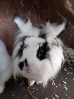 Konijnen maatje *gezocht* voor Spikkel, Dieren en Toebehoren, Vrouwelijk, 3 tot 5 jaar