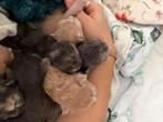 Maine coon kittens, Dieren en Toebehoren, Meerdere dieren, Ingeënt