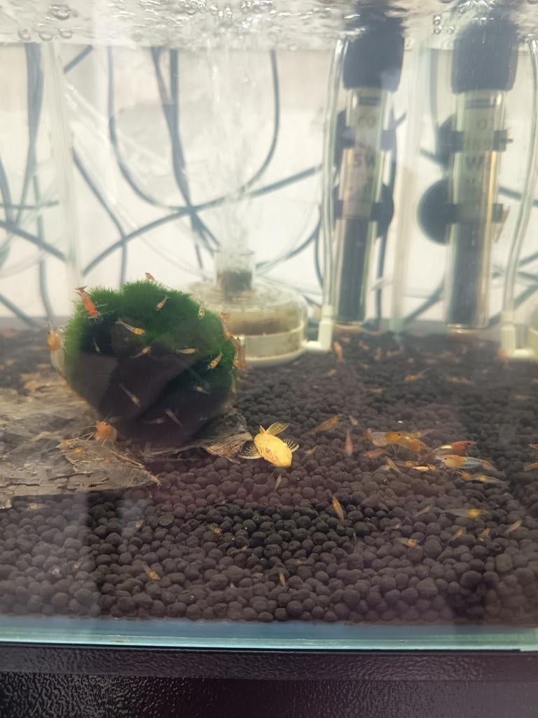 Oranje/witte rili garnalen, Dieren en Toebehoren, Kreeft, Krab of Garnaal, Zoetwatervis