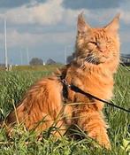Maine coon dekkater met stamboom (lage inteeld), Dieren en Toebehoren, Kater, Met stamboom, 0 tot 2 jaar
