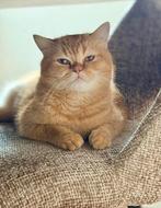 VERMİST GEZOCHT KAT TARÇIN!!! WORD BELOOND!, Dieren en Toebehoren, Kat