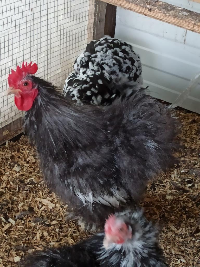 Cochin kriel broed eieren zwart-wit gepareld  kans op zijde, Dieren en Toebehoren, Pluimvee, Meerdere dieren, Kip