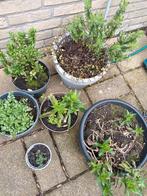 Duizendschoon Viburnum geranium peterselie ed, Ophalen, Overige soorten, Halfschaduw