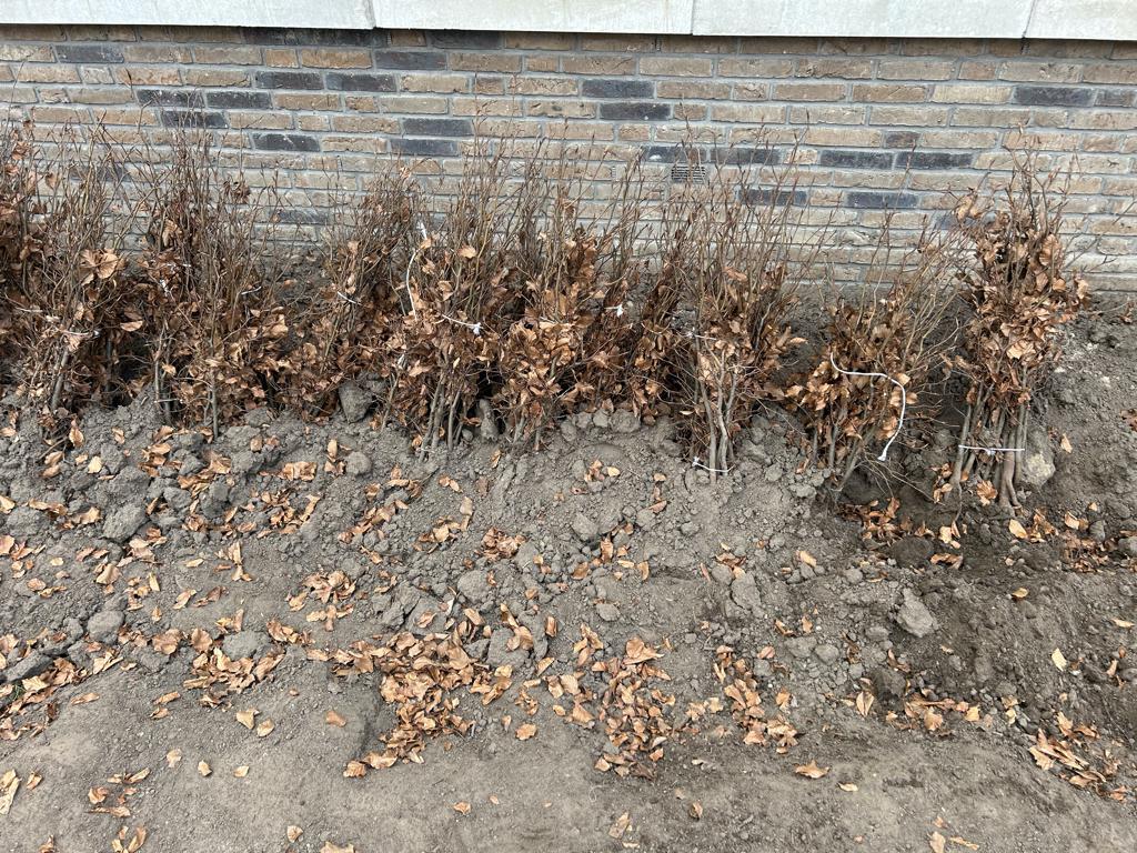 beuken 60/80, Tuin en Terras, Ophalen, Beukenhaag, Haag, Minder dan 100 cm