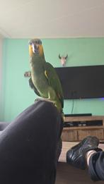 Oranjevleugel amazone met kooi, Mannelijk, Papegaai