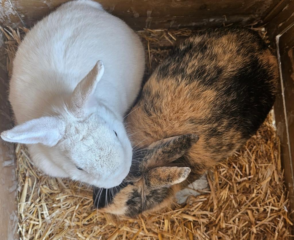 2 konijnen, Dieren en Toebehoren, Konijnen, Meerdere dieren, Middelgroot, 0 tot 2 jaar