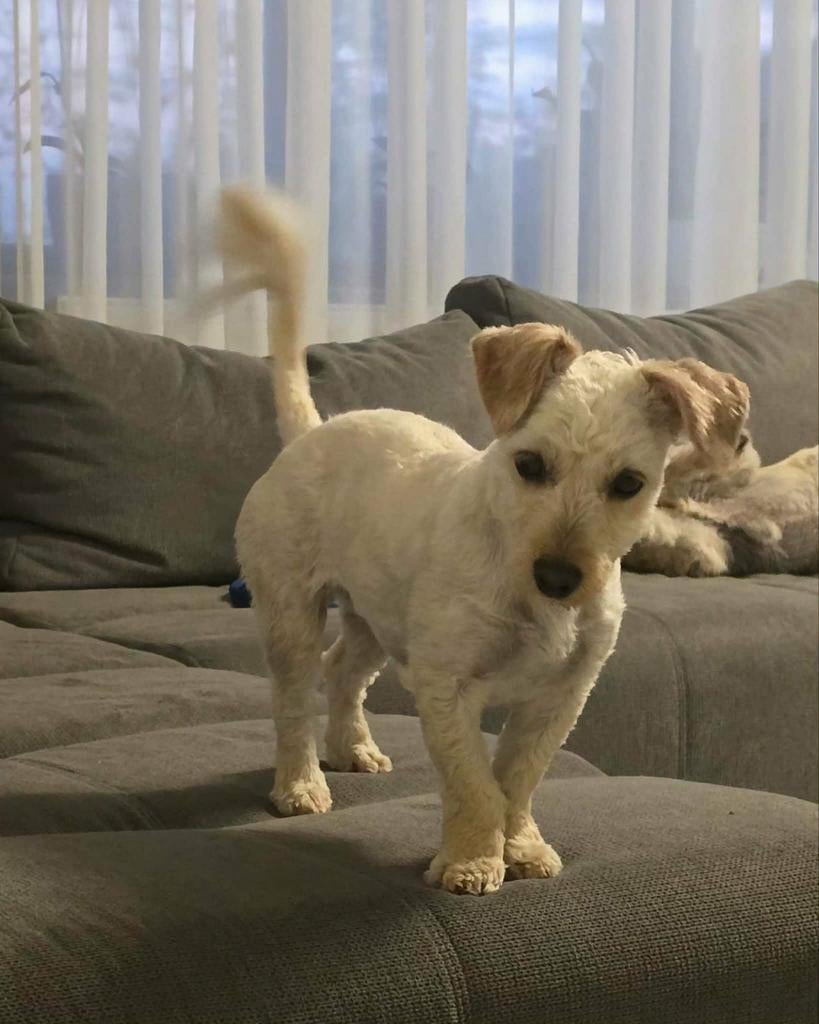 Knap meisje van anderhalf jaar,heel sociaal, Dieren en Toebehoren, Particulier, 1 tot 2 jaar, Buitenland, Teef