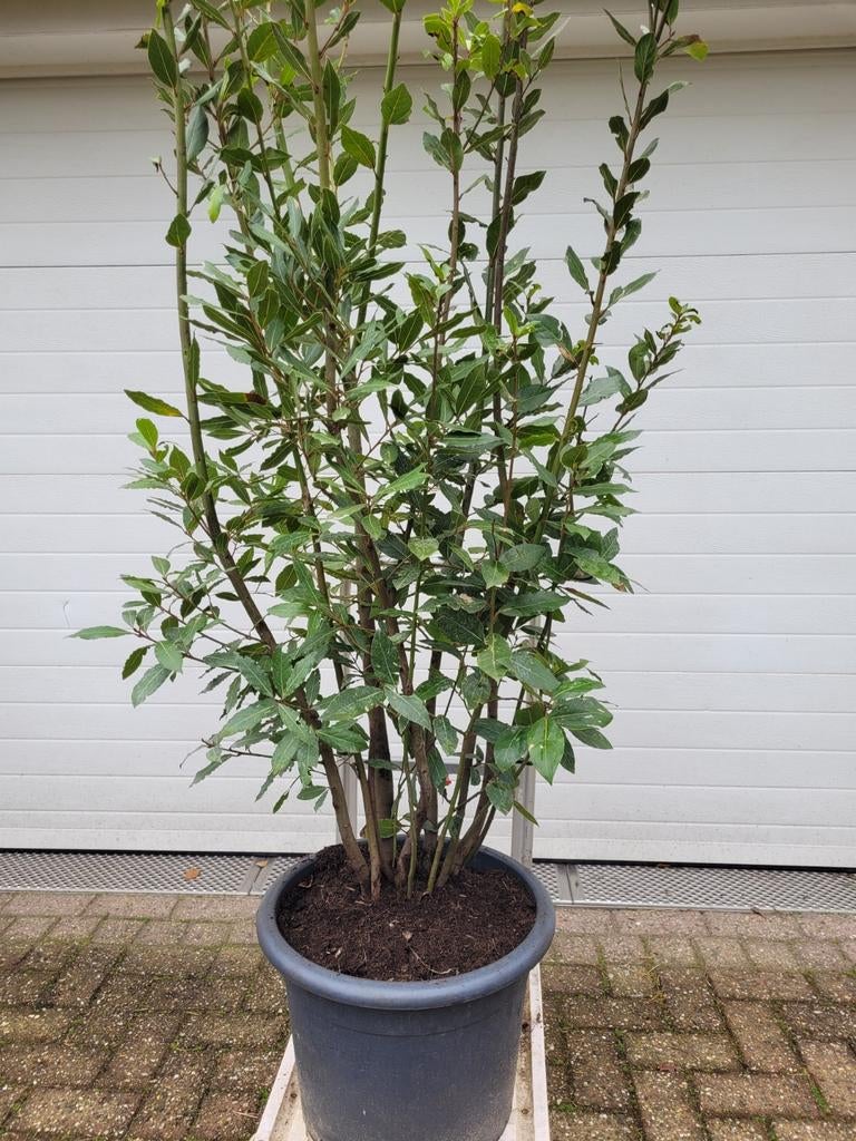 Noblilis Laurus Meerstammige Laurierboom, Tuin en Terras, Ophalen