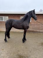 Super mooie grote Friese hengst vol papier en boszorg lijn!, Dieren en Toebehoren, Paarden, Hengst, Dressuurpaard, 0 tot 2 jaar