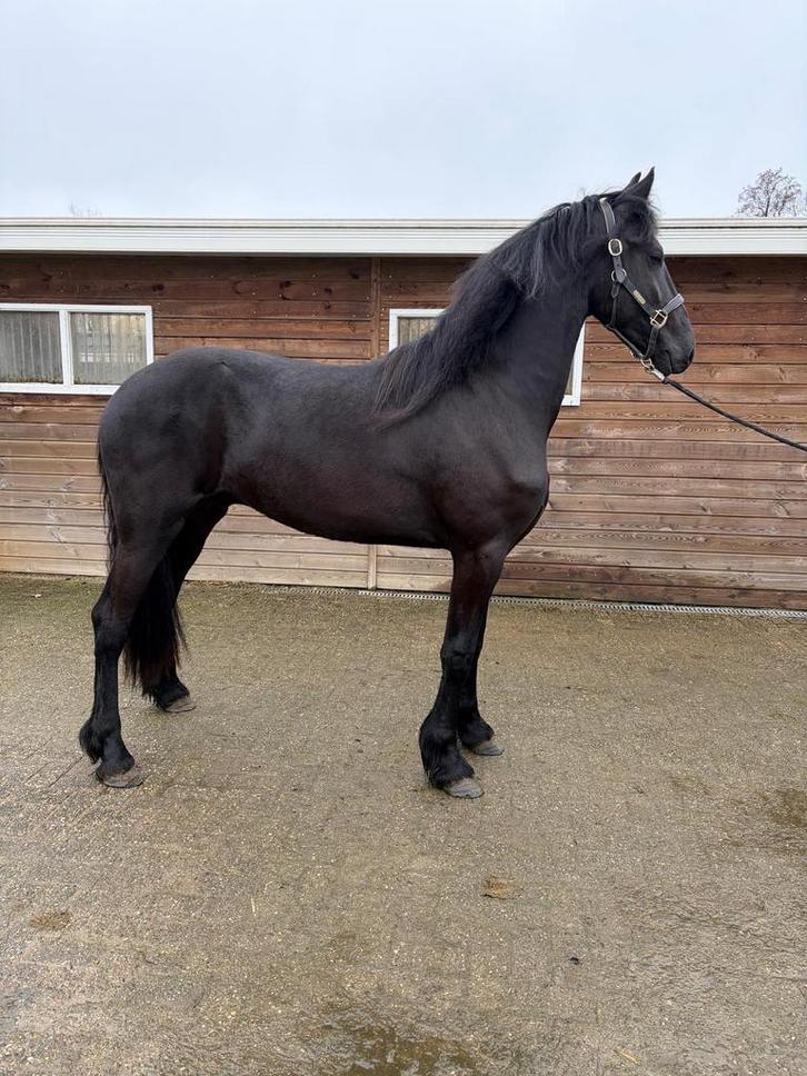 Super mooie grote Friese hengst vol papier en boszorg lijn!, Dieren en Toebehoren, Paarden, Hengst, 0 tot 2 jaar, Dressuurpaard