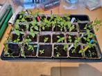 Hete peperplant en paprika's, Carolina Reaper, mdm Jeanette, Ophalen, Eenjarig, Groenteplanten, Volle zon