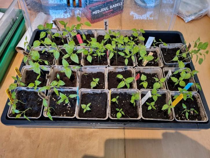 Hete peperplant en paprika's, Carolina Reaper, mdm Jeanette, Tuin en Terras, Planten | Tuinplanten, Eenjarig, Groenteplanten, Volle zon