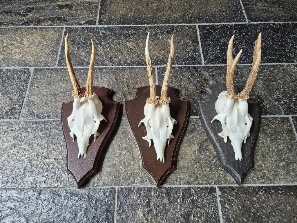 3 Prachtige Ree Geweien samen € 21 jacht hut mancave g84, Ophalen of Verzenden, Zo goed als nieuw, Hert, Gewei of Kop