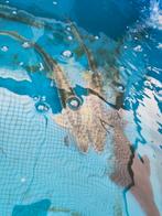 Diamant steuren 70-80 cm desgewenst bezorgd aan huis, Steur