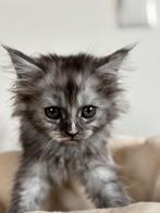 Prachtige kittens, Meerdere dieren, Met stamboom