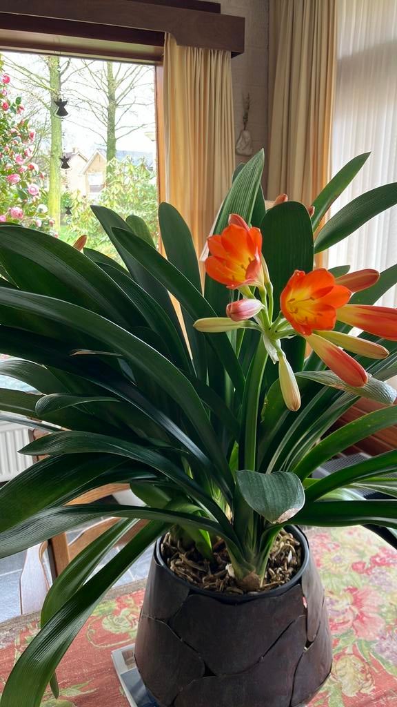 Clivia, Ophalen, Overige soorten, In pot, Minder dan 100 cm
