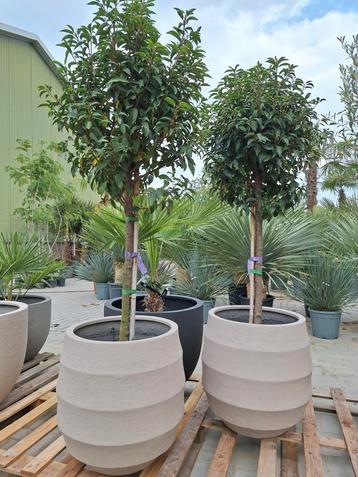 Portugese laurier, bol op stam beschikbaar voor biedingen