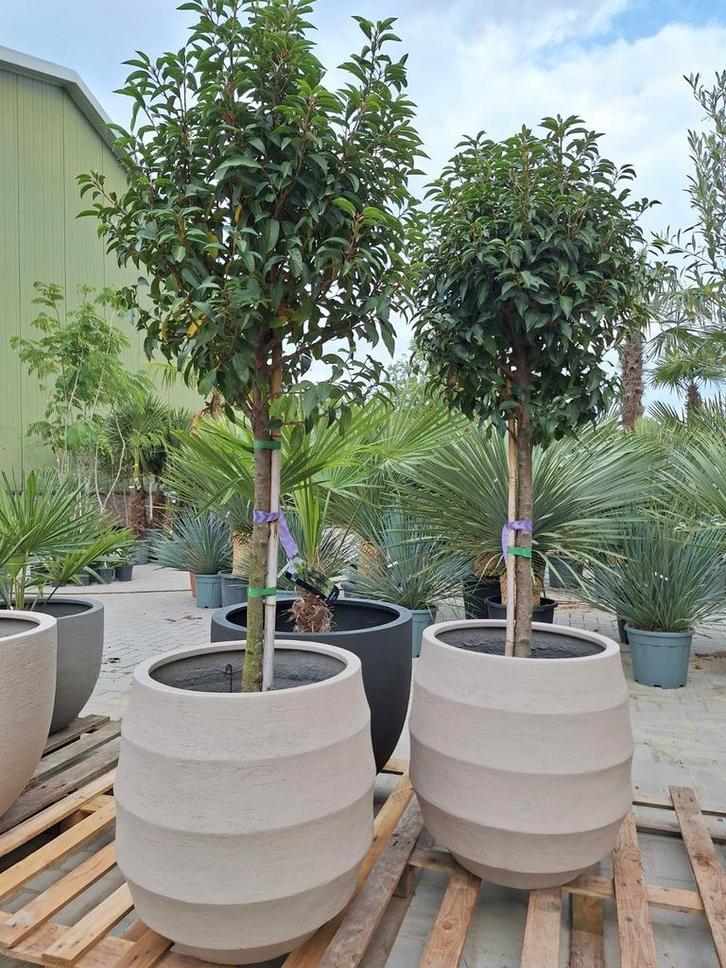 Portugese laurier, bol op stam, Tuin en Terras, Planten | Bomen, 100 tot 250 cm, Volle zon, Zomer, Ophalen