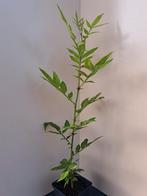 Zanthoxylum alatum var. subtrifoliolatum, sechuan peper, kie, Tuin en Terras, Planten | Bomen, Halfschaduw, Ophalen of Verzenden