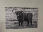 Schotse Hooglander Canvas 120x80 - Uniek!, Oorspronkelijke maker, Nieuw, Ophalen of Verzenden, Print