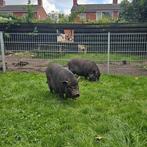 Göttinger minivarkens, Mannelijk, Varken, 0 tot 2 jaar