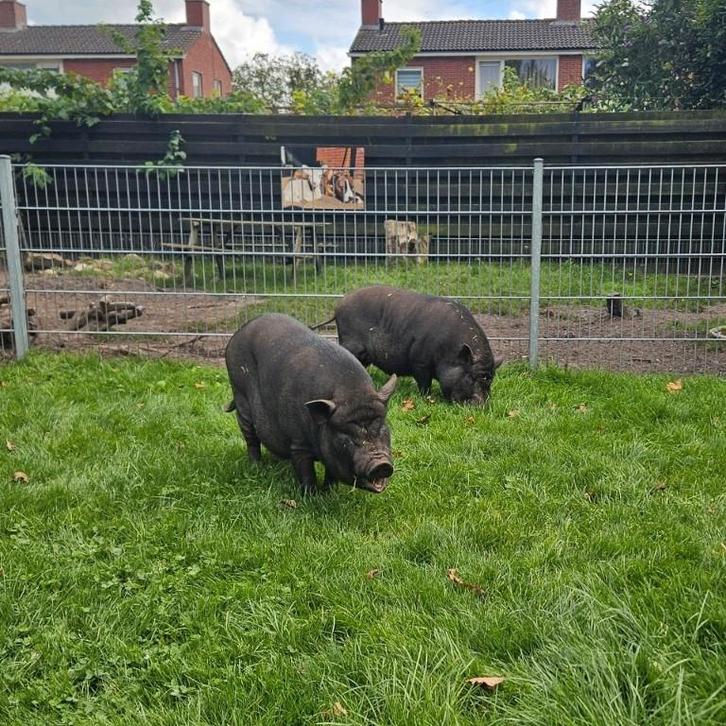 Göttinger minivarkens, Dieren en Toebehoren, Schapen, Geiten en Varkens, Varken, Mannelijk, 0 tot 2 jaar