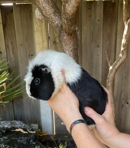 Cavia zeugje 1,5 jaar, Dieren en Toebehoren, Knaagdieren, Vrouwelijk, Cavia, Januari