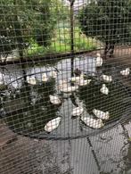 eenden, Meerdere dieren, Eend