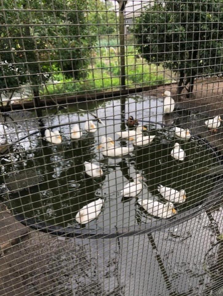 eenden, Dieren en Toebehoren, Pluimvee, Eend, Meerdere dieren