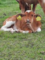 Mini zeboe stier, Dieren en Toebehoren, Mannelijk, 0 tot 2 jaar