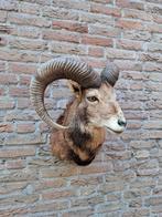 Opgezette kop moeflon taxidermy schedel jacht gewei curiosa, Verzamelen, Dierenverzamelingen, Ophalen, Hert, Gewei of Kop