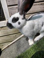 Konijnen, Dieren en Toebehoren, Hamster, Maart, Mannelijk, Tam