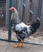 Kippenopvang zoekt mooie plek voor hele jonge haan!, Dieren en Toebehoren, Pluimvee, Mannelijk, Kip