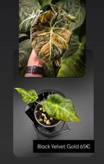 Alocasia Black Velvet Gold Variegata, Huis en Inrichting, Kamerplanten, Ophalen of Verzenden, Halfschaduw, Minder dan 100 cm