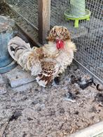 Krul padua haantje, Dieren en Toebehoren, Pluimvee, Mannelijk, Kip