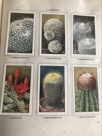 Cactussen door A. Laren beschikbaar voor biedingen