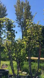 Meerstammige plataan, 15 jaar, 695 EUR, Tuin en Terras, Planten | Bomen, In pot, Bolboom, Ophalen, 100 tot 250 cm