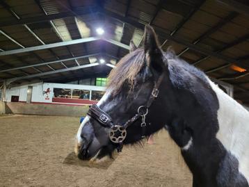 Bitloos hoofdstel wiel hackamore (full) te koop beschikbaar voor biedingen