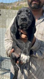 Hermes (Pup 5), Particulier, Rabiës (hondsdolheid), 15 weken tot 1 jaar, Reu