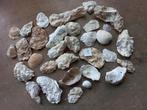 31 Diversen Soorten Schelpen, Ophalen, Schelp(en)