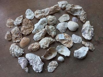 31 Diversen Soorten Schelpen beschikbaar voor biedingen