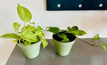 Mooi duo Golden Pothos en Marble Queen, Pot 16x14, zie info beschikbaar voor biedingen