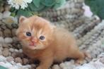 Britse korthaar kittens met DBE, Dieren en Toebehoren, Katten en Kittens | Raskatten | Korthaar, Meerdere dieren, Ontwormd