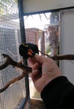 0-1 middel beo 2025, Vrouwelijk, Geringd