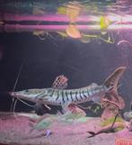 Shoffle catfish/ Platysoma meerval, Vis