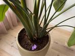 Strelitzia, Ophalen, 200 cm of meer, Overige soorten, Halfschaduw