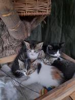kittens, Meerdere dieren, Kortharig, 0 tot 2 jaar